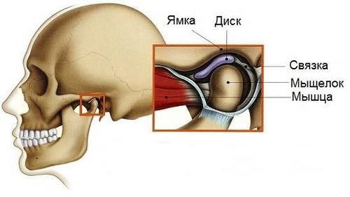 Строение височно-нижнечелюстного сустава