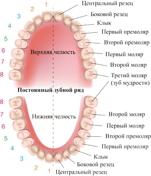 Структура зубных рядов