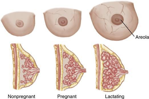 Изменение молочных желёз при беременности и во время лактации