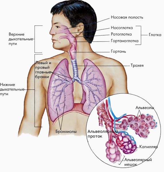 Строение дыхательных путей