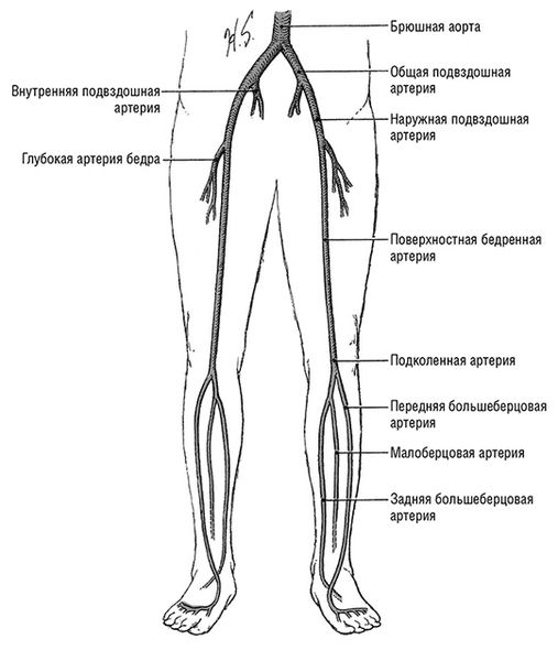 Артерии ног