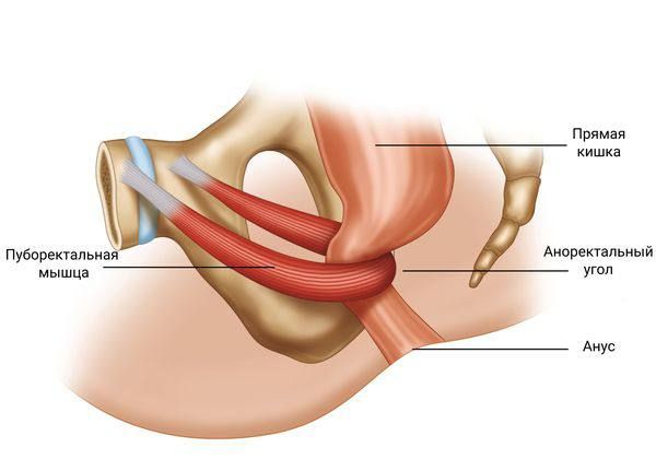 Расположение пуборектальной петли