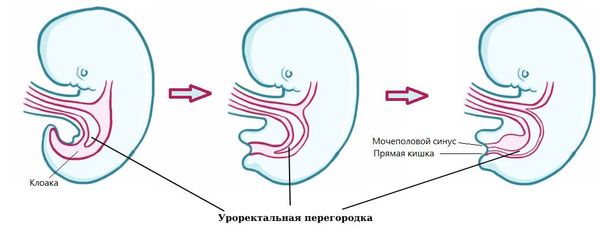 Уроректальная перегородка