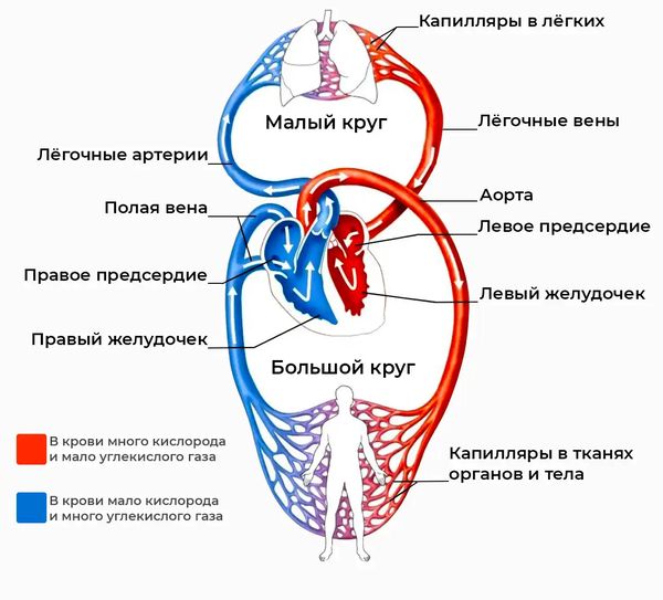 Круги кровообращения