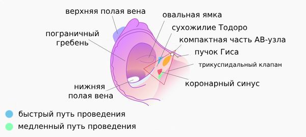 Треугольник Коха [15]