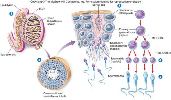 Сперматогенез
