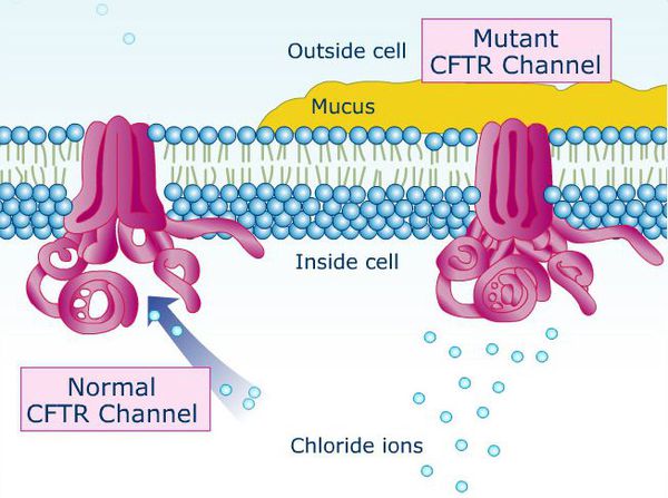 Ген CFTR в норме и при мутации