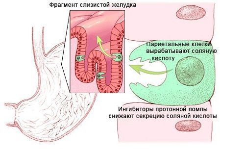 Париетальная клетка желудка