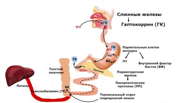 Причины, симптомы и лечение в статье гематолога Слесарчук О. А
