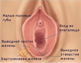 Влагалище и внешние женские половые органы