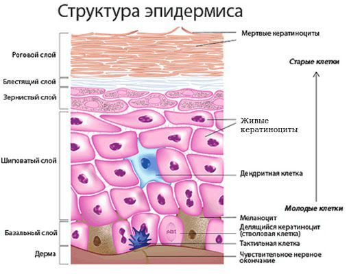 struktura epidermisa keratinocity s