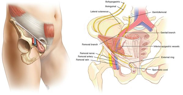 Анатомическая щель между паховой связкой и костями таза