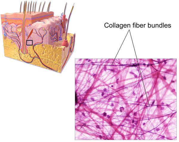 Пучки коллагеновых волокон