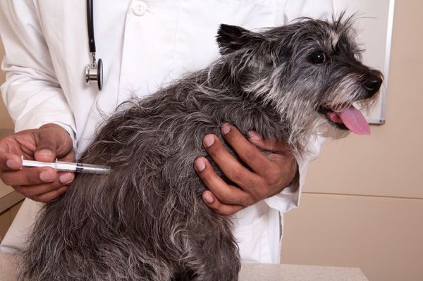 Вакцинация от бешенства домашних животных