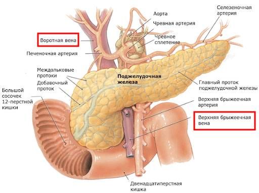 Расположение воротной и верхней брыжеечной вен Расположение воротной и верхней брыжеечной вен