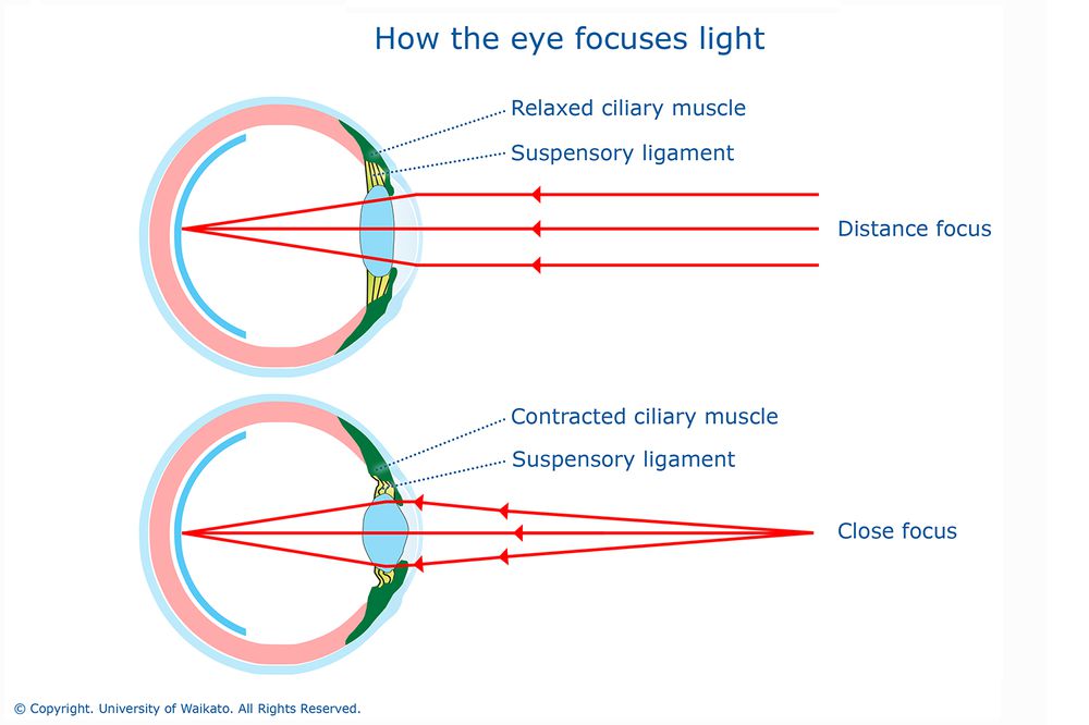 Как глаз фокусирует свет