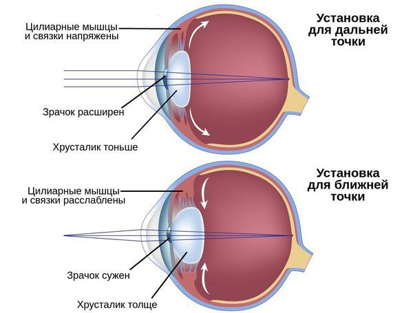 Цилиарная мышца при взгляде вблизи и вдаль Цилиарная мышца при взгляде вблизи и вдаль