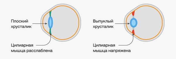 Расслабленная и напряжённая цилиарная мышца Расслабленная и напряжённая цилиарная мышца
