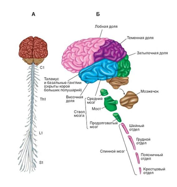Отделы центральной нервной системы
