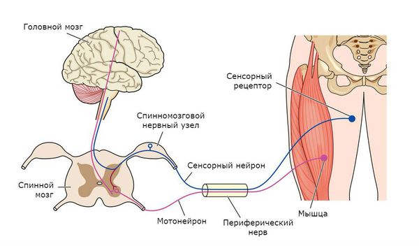 Путь от головного мозга к мышцам