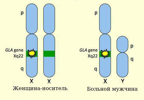 Мутантный ген в Х-хромосоме