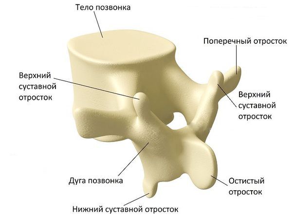 Остерохондроз грудного отдела позвоночника