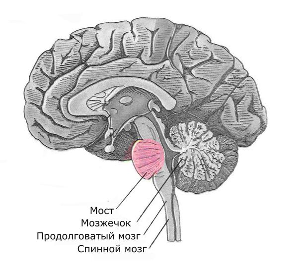 Участки мозга, которые повреждаются при болезни Фридрейха