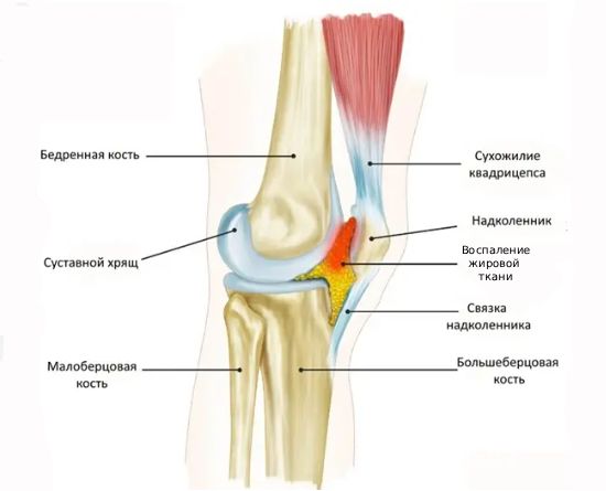 Анатомия колена Анатомия колена