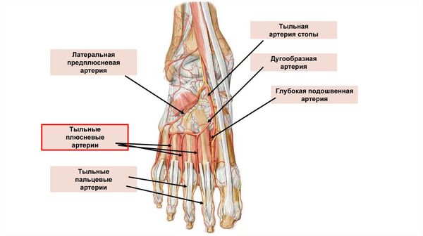 Артерии тыльной стороны стопы