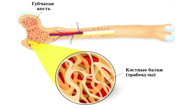 Костные балки (трабекулы) [19]