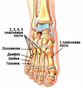 Расположение плюсневых костей