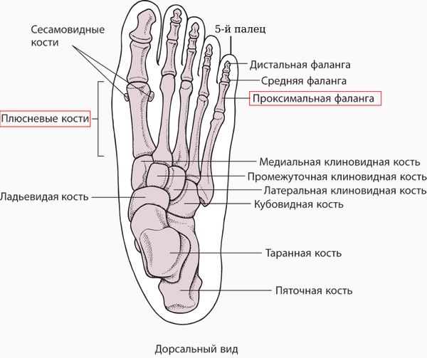 Расположение проксимальной фаланги 