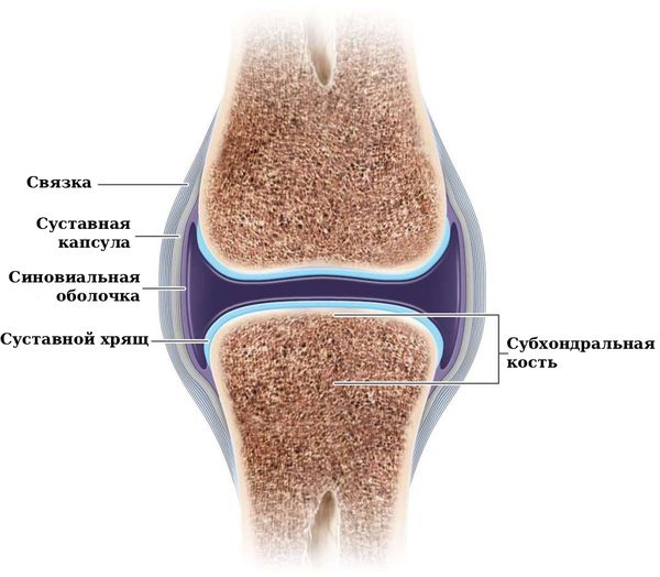 Строение сустава. Расположение субхондральной кости
