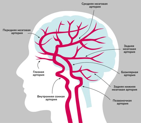 Артерии головного мозга