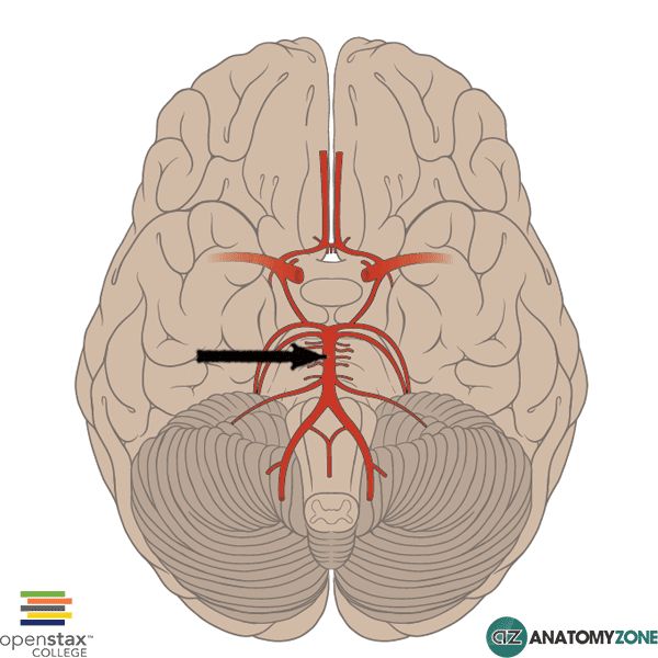 Базилярная артерия