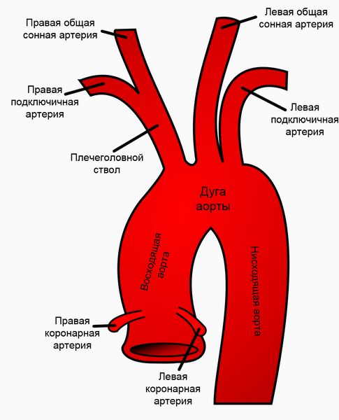 Отхождение сонных артерий