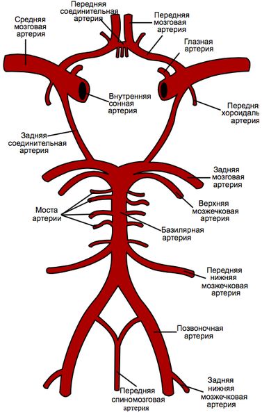 Виллизиев круг