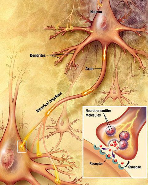 bolezn parkinsona patogenez s