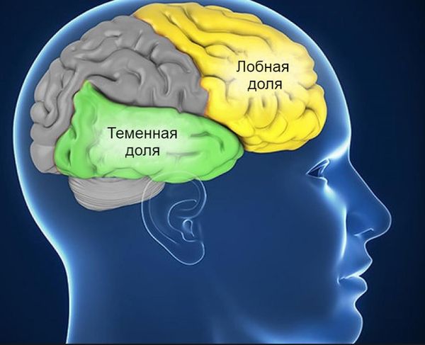 Доли мозга, страдающие при болезни Пика