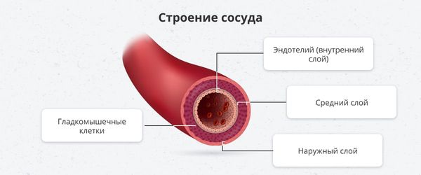 Строение сосудистой стенки