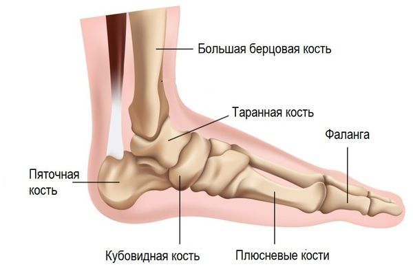 Кости стопы