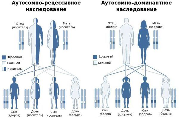 Классификация генных заболеваний по типу наследования: найдено 73 изображений