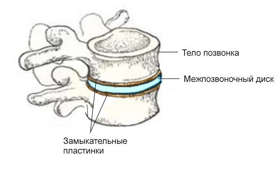 Замыкательные пластинки