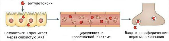 rasprostranenie botulotoksina v organizme s