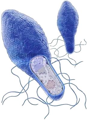 Строение C. botulinum