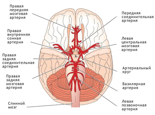 Система мозговых артерий