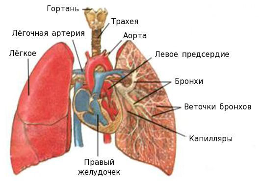 Анатомия легких