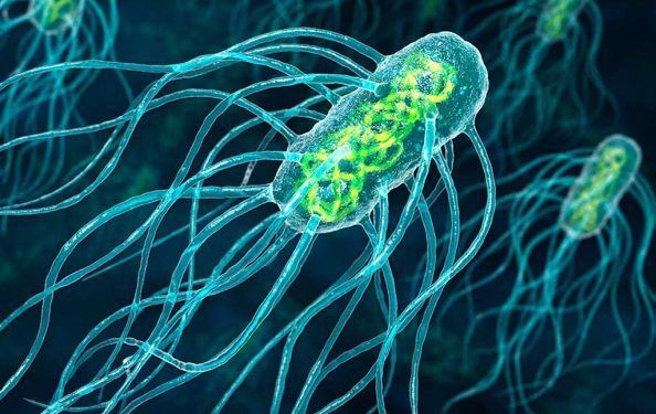 Бактерия Salmonella typhy