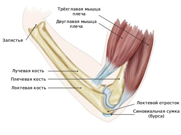 Строение локтевого сустава