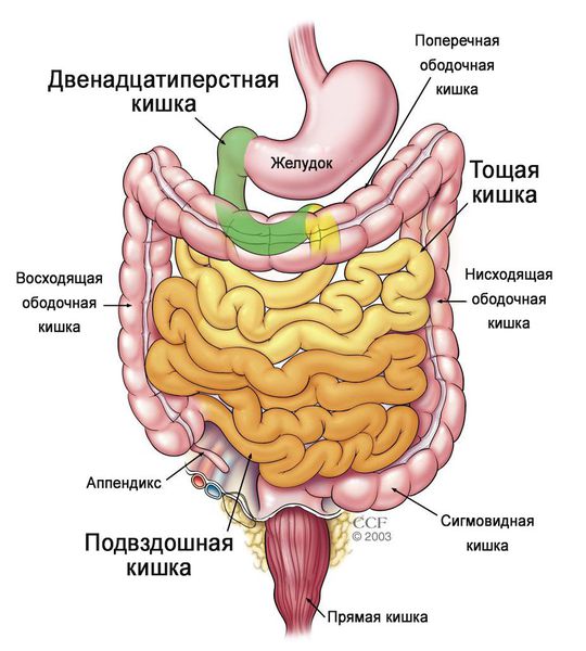 непереносимость лактозы и глютена у взрослых что можно есть